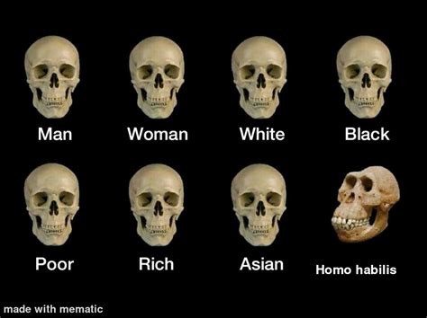 Yes homo habilis have different skulls with all of thease ...