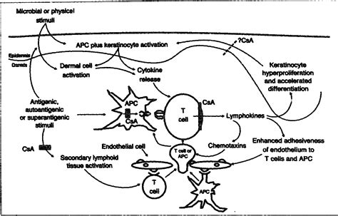 [PDF] The mechanisms of action of cyclosporin A in the treatment of ...