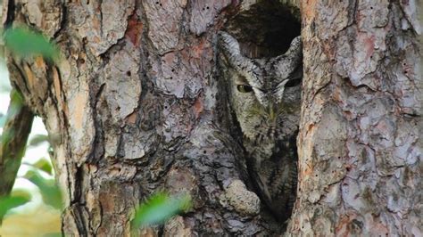 Through the Lens: Eastern Screech-Owl Camouflage | Eastern screech owl ...