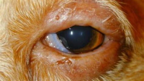 Dog’s Swollen Eye & Eyelid: Is it Blepharitis? Remedies & Treatment ...