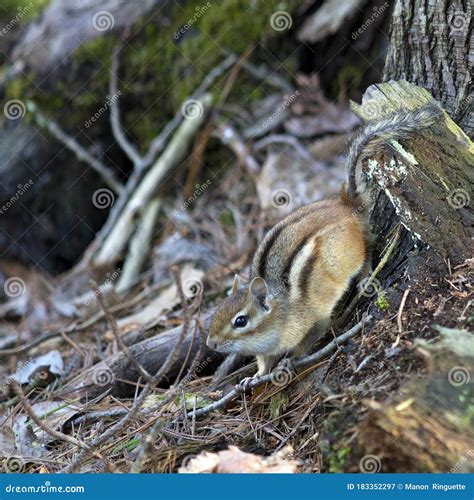 Eastern Chipmunk in Natural Habitat Stock Image - Image of rodent ...