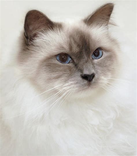 Sacred Birman Cat With Blue Eyes Photograph by MariaR