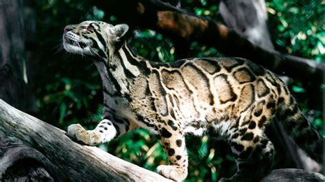 Bornean Clouded Leopard Teeth