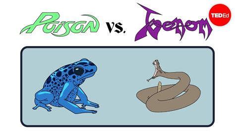 Poison vs. venom: What's the difference? - Rose Eveleth