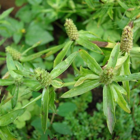 Culantro Seeds (Eryngium foetidum) 50+ Culinary Medicinal Herb Seeds ...