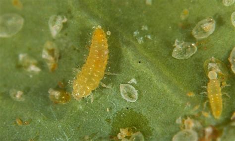 whitefly predatory lady beetle - Delphastus catalinae