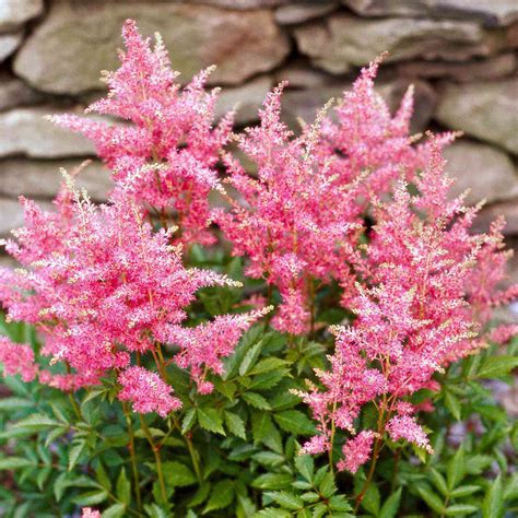 The 17 Best Perennials for Shade Gardens That Overflow with Color