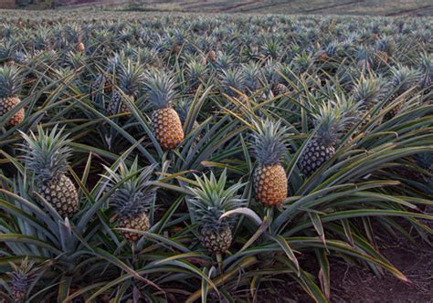 Pineapple Farm Wallpaper