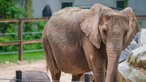 African Elephant Conservation at The Maryland Zoo