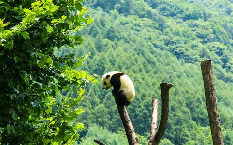 Giant Panda Behavior, What Do They Do, What Do They Eat