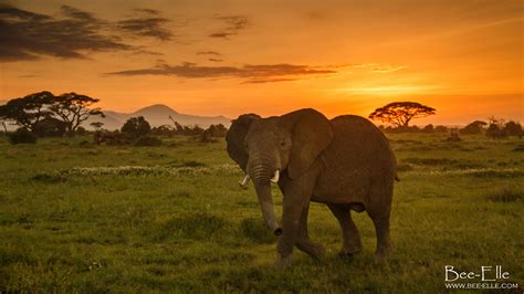 A beautiful elephant walks across the savannah during sunset [OC] 2048 ...