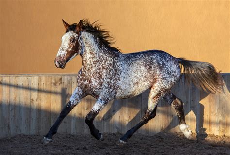 Raças de Cavalos: Guia sobre Raças de Cavalos no Brasil