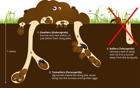 Wood Boring Beetles Life Cycle at Augusta Perez blog