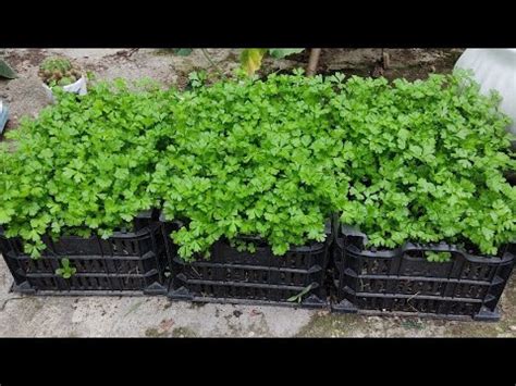 Easy Way to Grow Parsley from Seed! Planting to Harvesting - YouTube