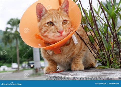 Cute Cat Wearing Orange Plastic Cone Collar Stock Photo - Image of head ...