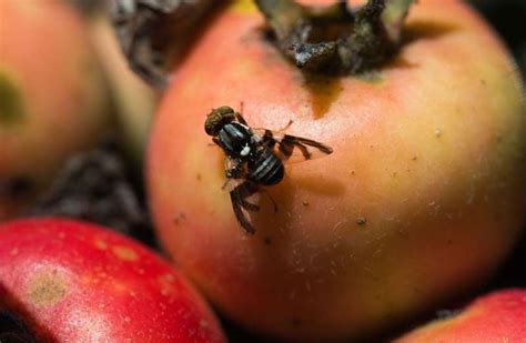 The apple maggot fly—how an altered sense of smell could drive the ...