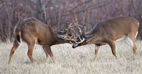 Late Season Deer Hunting Could Be More Productive? | Michigan Sportsman ...