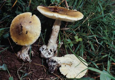 How To Identify Edible Wild Mushrooms