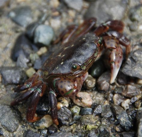 Crab - Rocky Shore Ecosystems