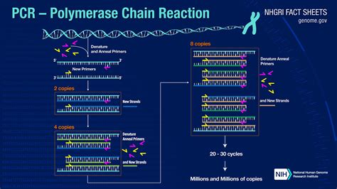 Polymerase Chain Reaction (PCR) Fact Sheet