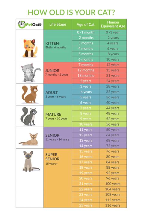 Cat years to Human years | Calculator & Chart - its NOT 1 to 15