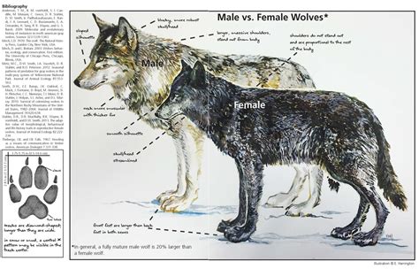 Yellowstone Wolf Facts (U.S. National Park Service)