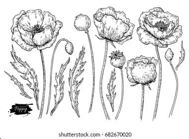 971 California Poppy Drawing Royalty-Free Photos and Stock Images ...