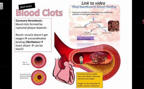 Causes of blood clot formation (IB Bio) (2015) - YouTube