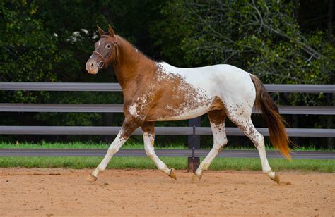 More Than Just A Color: The American Paint Horse - Your Horse Farm