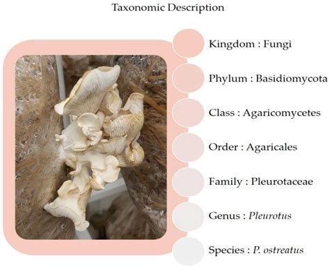 Foods | Free Full-Text | Pleurotus Genus as a Potential Ingredient for ...