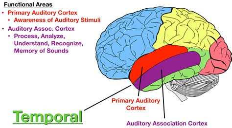 Lobes of the Brain: Cerebral Cortex Anatomy, Function, Labeled Diagram ...