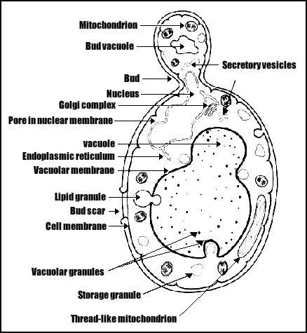 can you please describe the structure of yeast? | Yahoo Answers