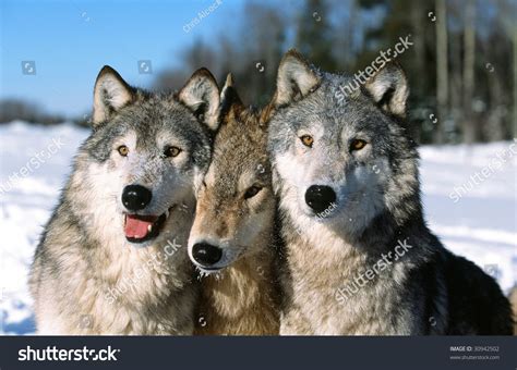 Timber Wolf Pack Portrait Stock Photo 30942502 - Shutterstock