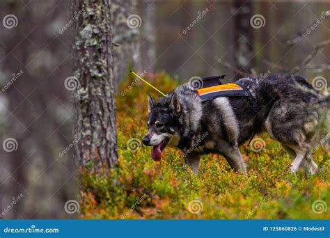 Hunting dog seeking prey stock photo. Image of grey - 125860826