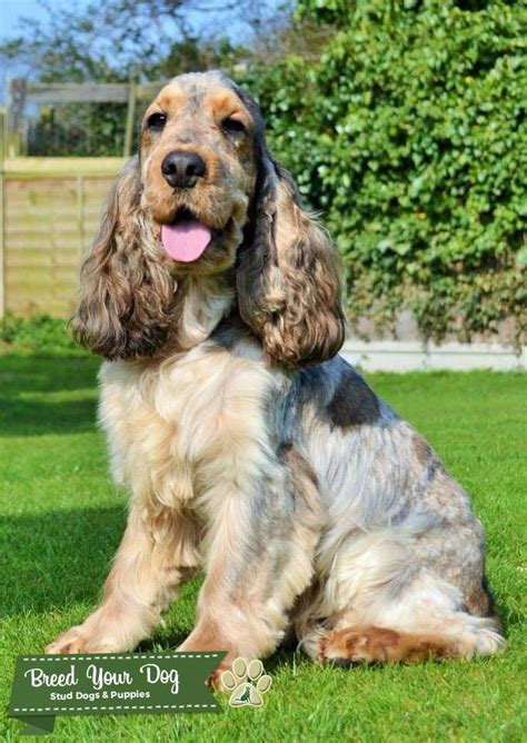 Stud Dog - SABLE COCKER SPANIEL - Breed Your Dog