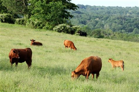 Grass Fed Beef | Stuart Family Farm