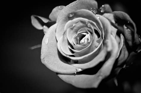 Black And White Roses Wallpapers - Wallpaper Cave