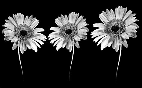 Black and White Flower Wallpaper (56+ images)