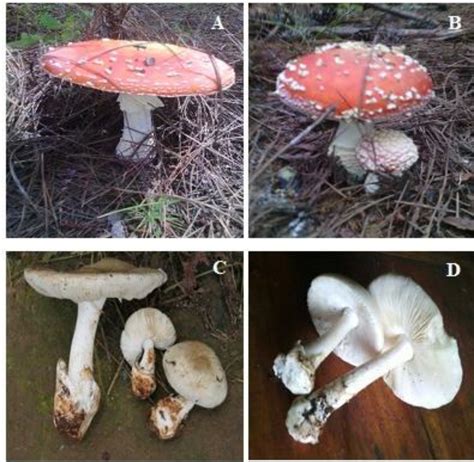 Deadly poisonous wild mushrooms in Amanitaceae family. A-B: Amanita ...