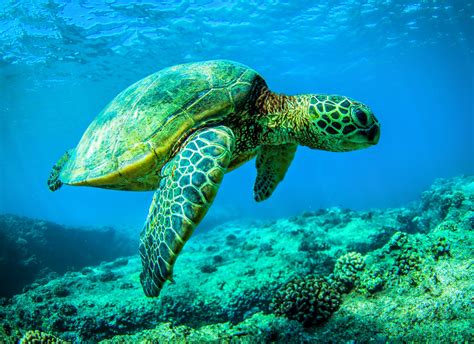 Loggerhead turtles migrate using a secret thermal corridor - Earth.com