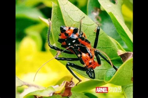 TINGNAN: Macro photography libangan ng lalaki sa Baguio habang ...