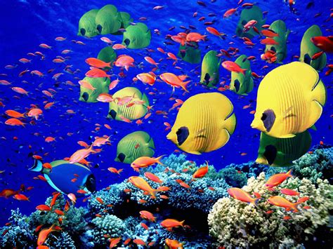 Egypt’s Beautiful Coral Reef is in Danger | Egyptian Streets