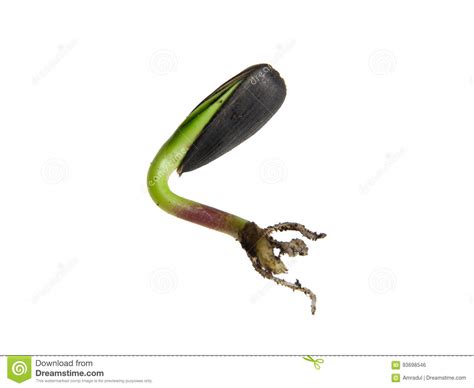 Sunflower Seeds Germination Stock Photo - Image of germinate, botanic ...