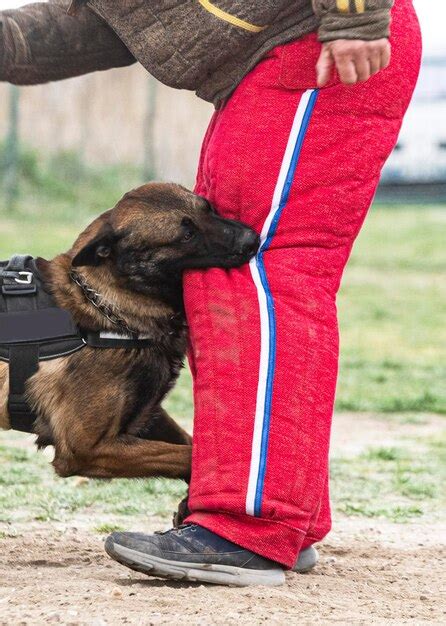 Premium Photo | Training of belgian shepherd