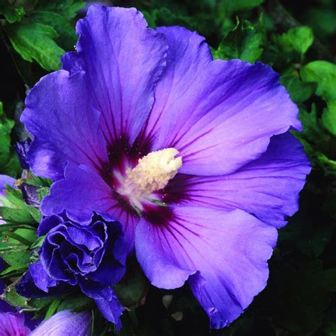 tree hollyhock (syn. Blue Bird ) | Hollyhocks flowers, Hibiscus plant ...