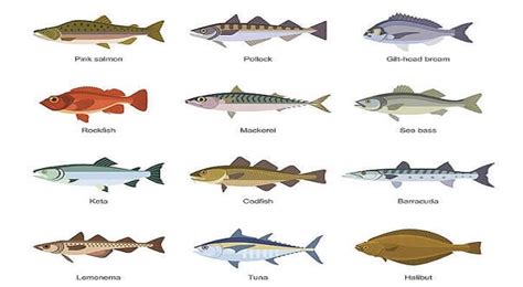 Saltwater Fish: Different Types Of Saltwater Fish - Farming Plan