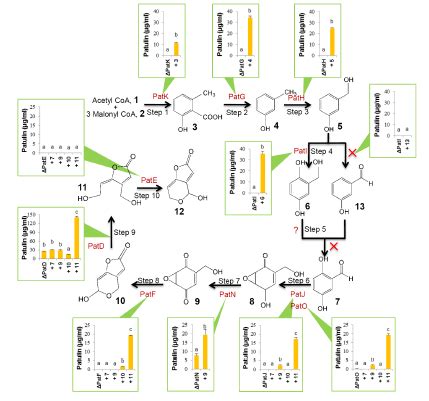 Patulin biosynthesis scheme (Li et al., 2019) | Download Scientific Diagram