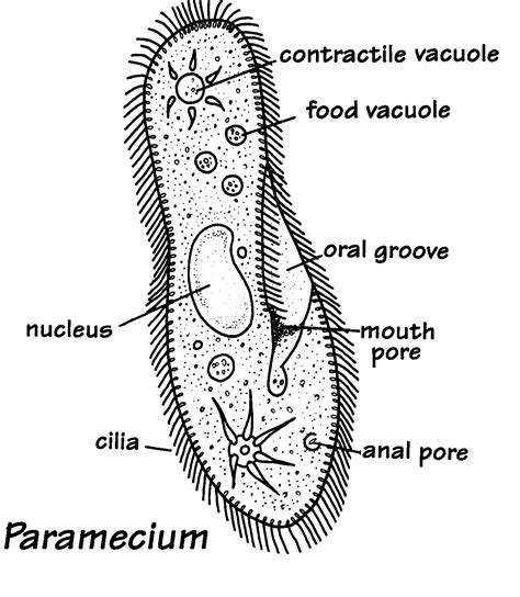 How To Draw Protists at How To Draw