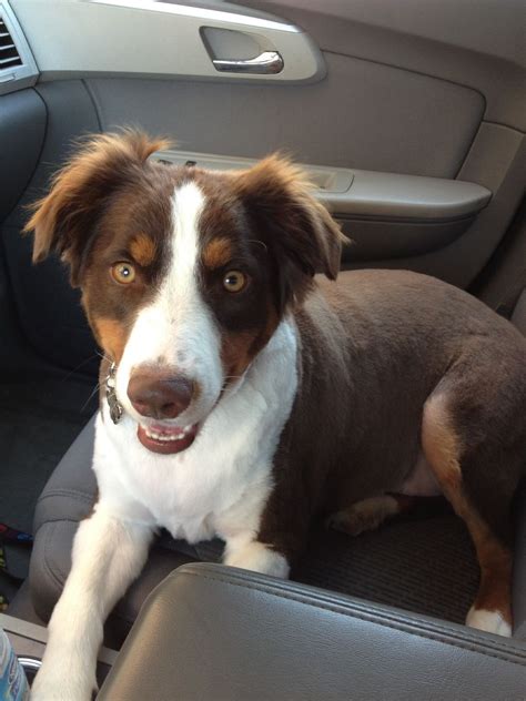 miniature australian shepherd short hair - Roxann Stull