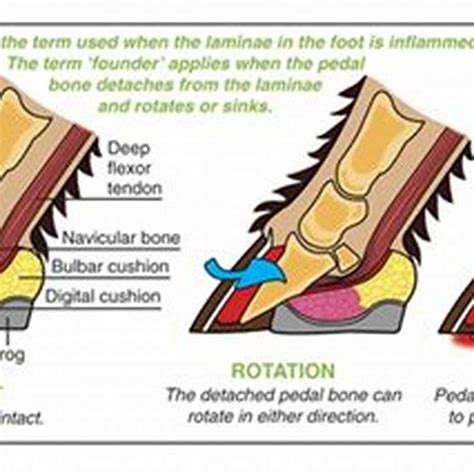 What are the signs of founder in a horse? - DIY Seattle